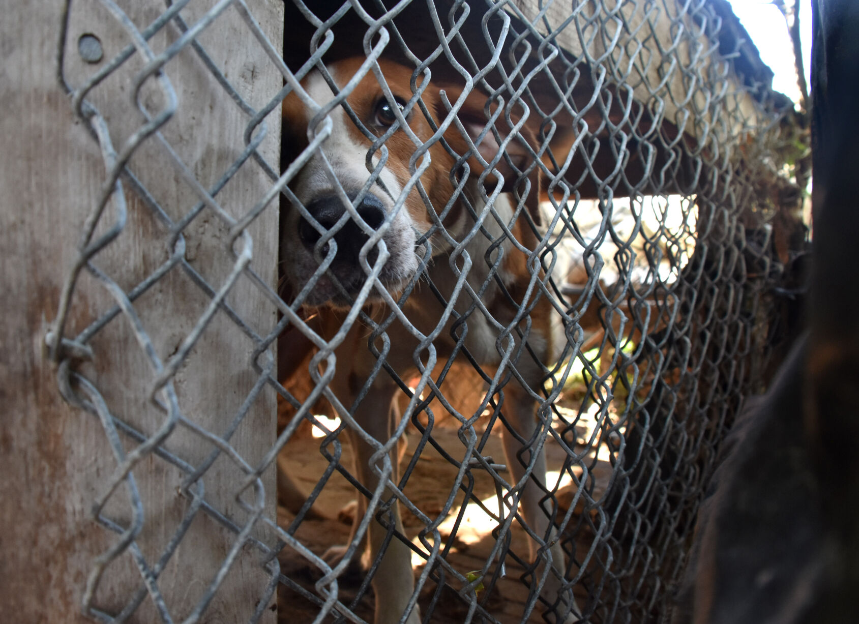 SECONDARY Goose Creek dog raid02.jpg